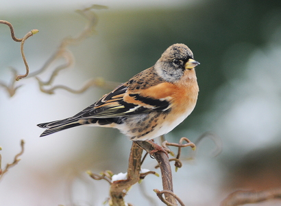 Kvækerfinke (Fringilla montifringilla)