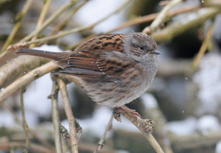 Jernspurv (Prunella modularis)