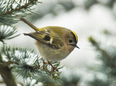  Fuglekonge (Regulus regulus) 