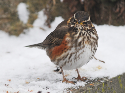 Vindrossel (Turdus iliacus)