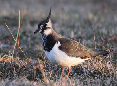 Vibe (Vanellus vanellus)