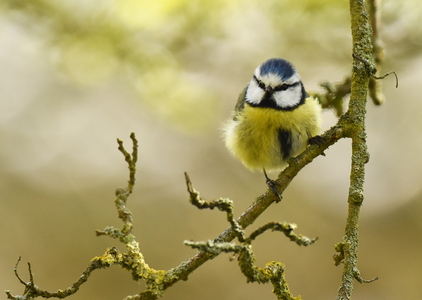 Blåmejse (Cyanistes caeruleus)