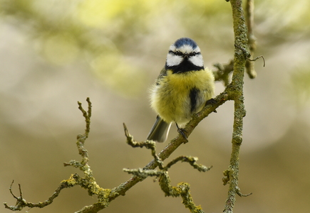 Blåmejse (Cyanistes caeruleus)