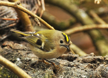 Fuglekonge (Regulus regulus) 