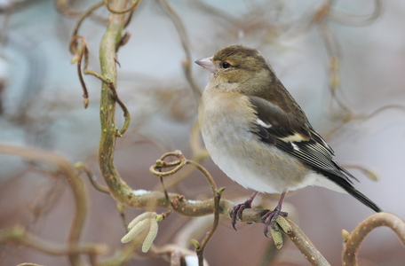  Bogfinke (Fringilla coelebs)