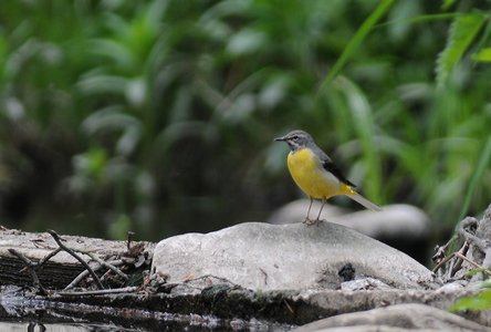 Bjergvipstjert (Motacilla cinerea)