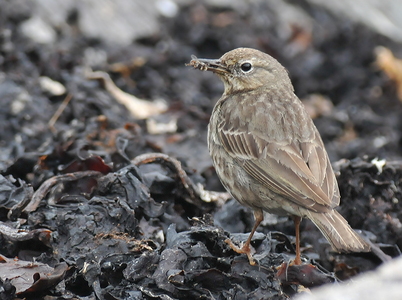 Bjergpiber (Anthus spinoletta)