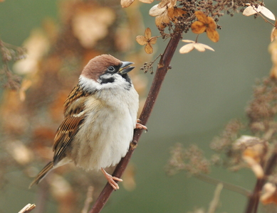 Skovspurv (Passer montanus)