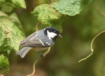 Sortmejse (Oenanthe oenanthe)