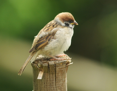 Skovspurv (Passer montanus)