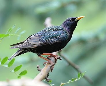  Stær (Sturnus vulgaris)