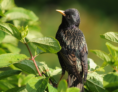 Stær (Sturnus vulgaris)