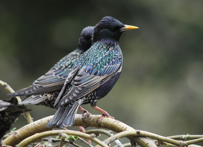  Stær (Sturnus vulgaris)
