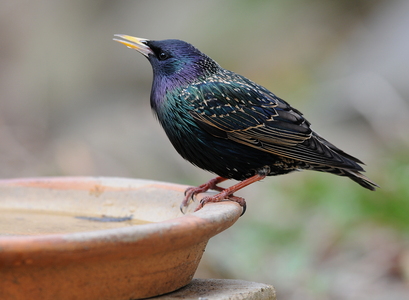 Stær (Sturnus vulgaris)
