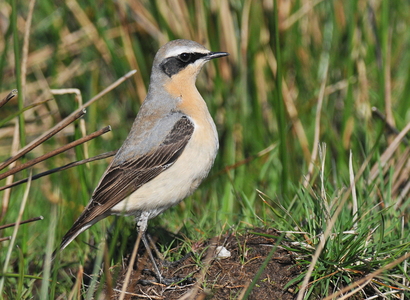 Stenpikker (Oenanthe oenanthe)
