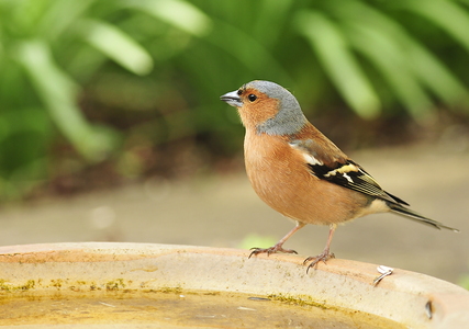 Bogfinke (Fringilla coelebs)