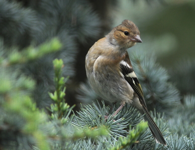 Bogfinke (Fringilla coelebs