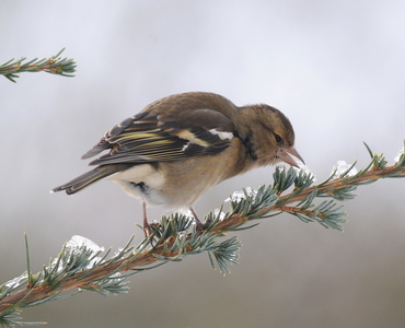 Bogfinke (Fringilla coelebs