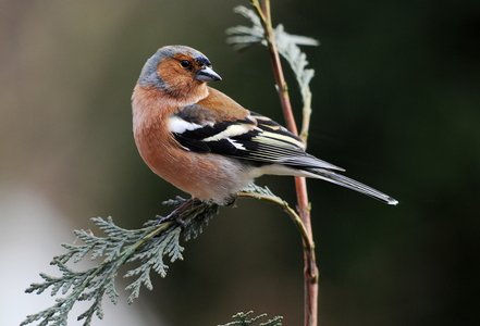 Bogfinke (Fringilla coelebs