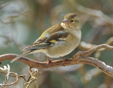 Bogfinke (Fringilla coelebs