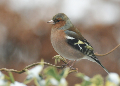  Bogfinke (Fringilla coelebs