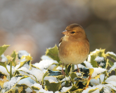 Bogfinke (Fringilla coelebs)