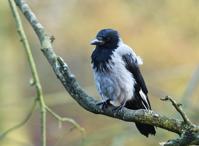 Gråkrage (Corvus cornix)