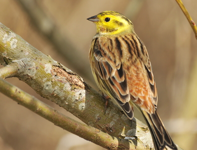 Gulspurv (Emberiza citrinella)