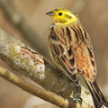 Gulspurv (Emberiza citrinella)