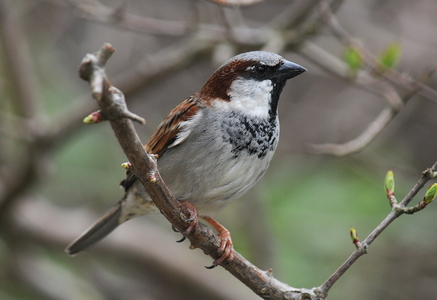  Gråspurv (Passer domesticus)