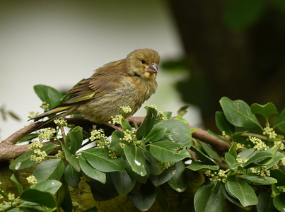 Grønirisk (Carduelis chloris)
