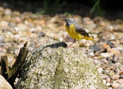 Bjergvipstjert (Motacilla cinerea)