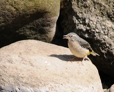 Bjergvipstjert unge (Motacilla cinerea)