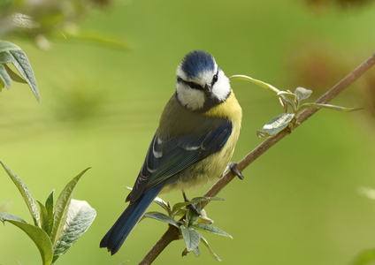 Blåmejse (Cyanistes caeruleus)