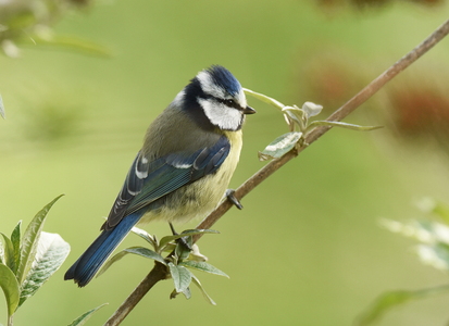 Blåmejse (Cyanistes caeruleus)