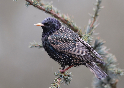 Stær (Sturnus vulgaris)