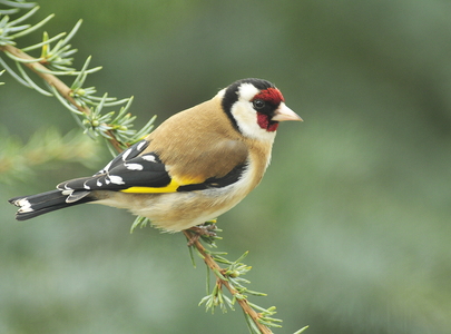 Stillits (Carduelis carduelis