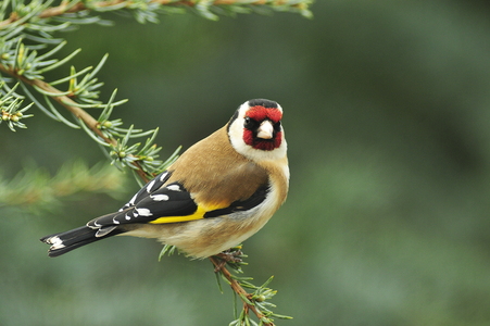 Stillits (Carduelis carduelis)