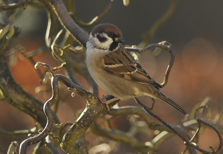 Skovspurv (Passer montanus)