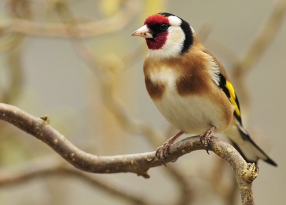 Stillits (Carduelis carduelis)