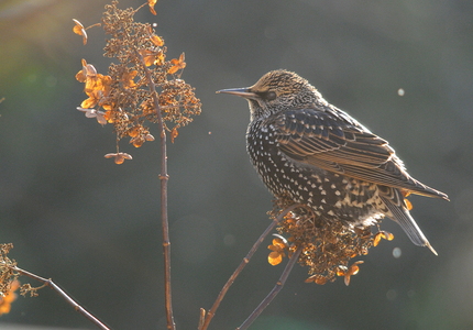  Stær (Sturnus vulgaris)