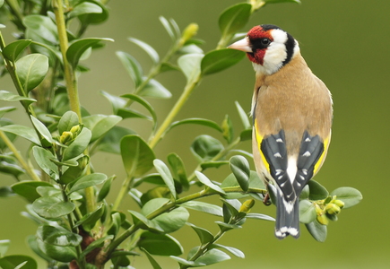 Stillits (Carduelis carduelis