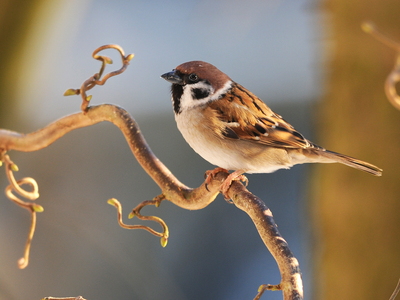 Skovspurv (Passer montanus)