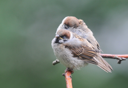 Skovspurv (Passer montanus)