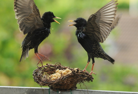 Stær (Sturnus vulgaris)