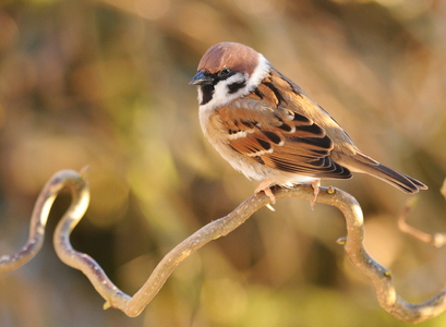 Skovspurv (Passer montanus)