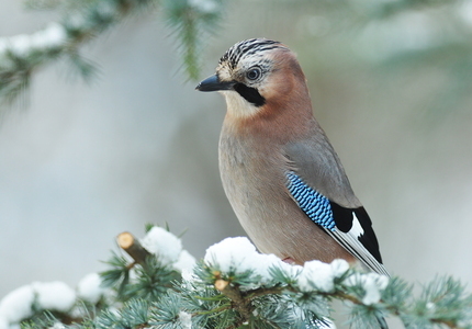 Skovskade (Garrulus glandarius)