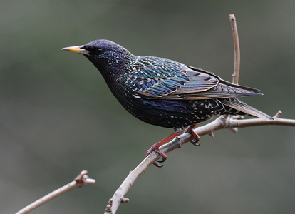 Stær (Sturnus vulgaris)