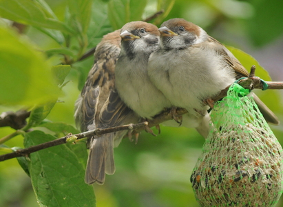 Skovspurv (Passer montanus)
