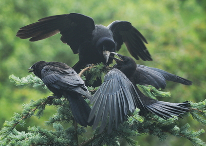 Råge (Corvus frugilegus)